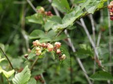 Tetraneura coerulescens галлы 1